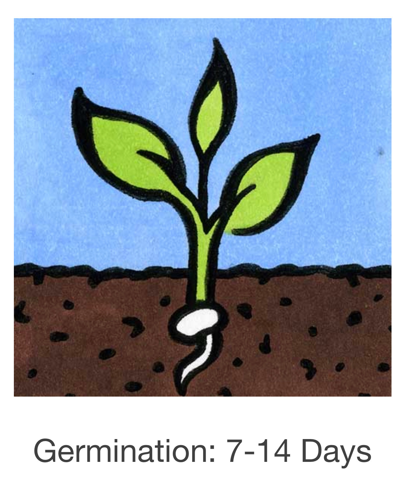 Seed Savers Exchange Seedsavers Seed Pack - Lettuce, SSE Lettuce Mixture - Pack Of 250