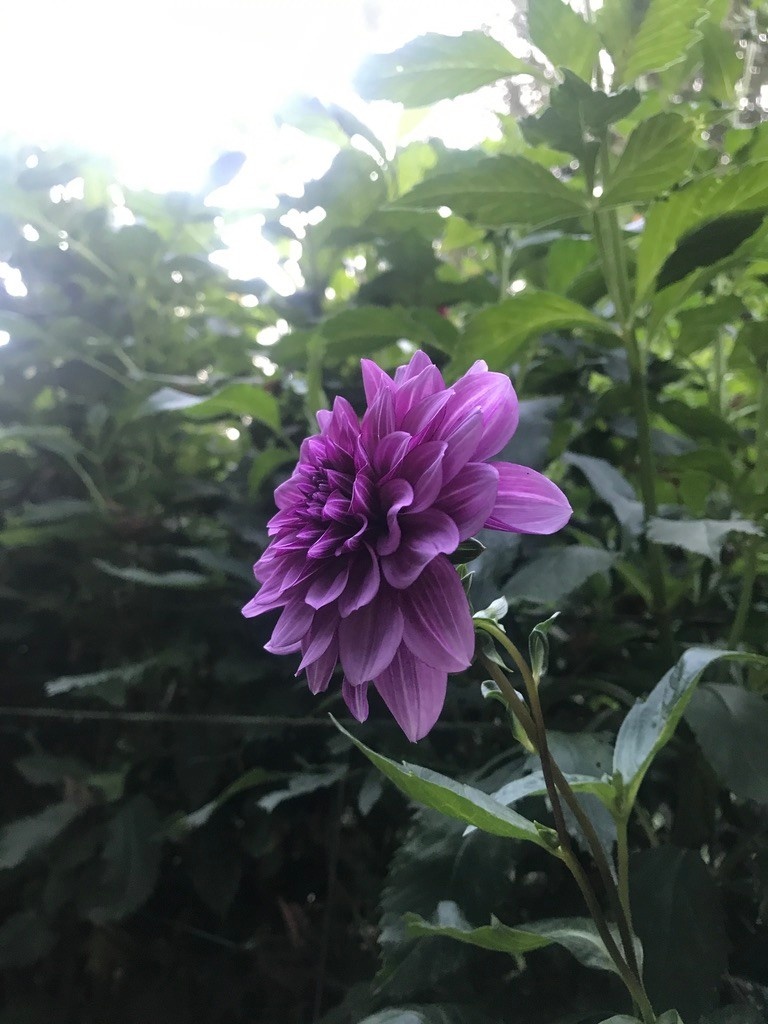 Two Pony Dahlia Plant ‘TED'S CHOICE’