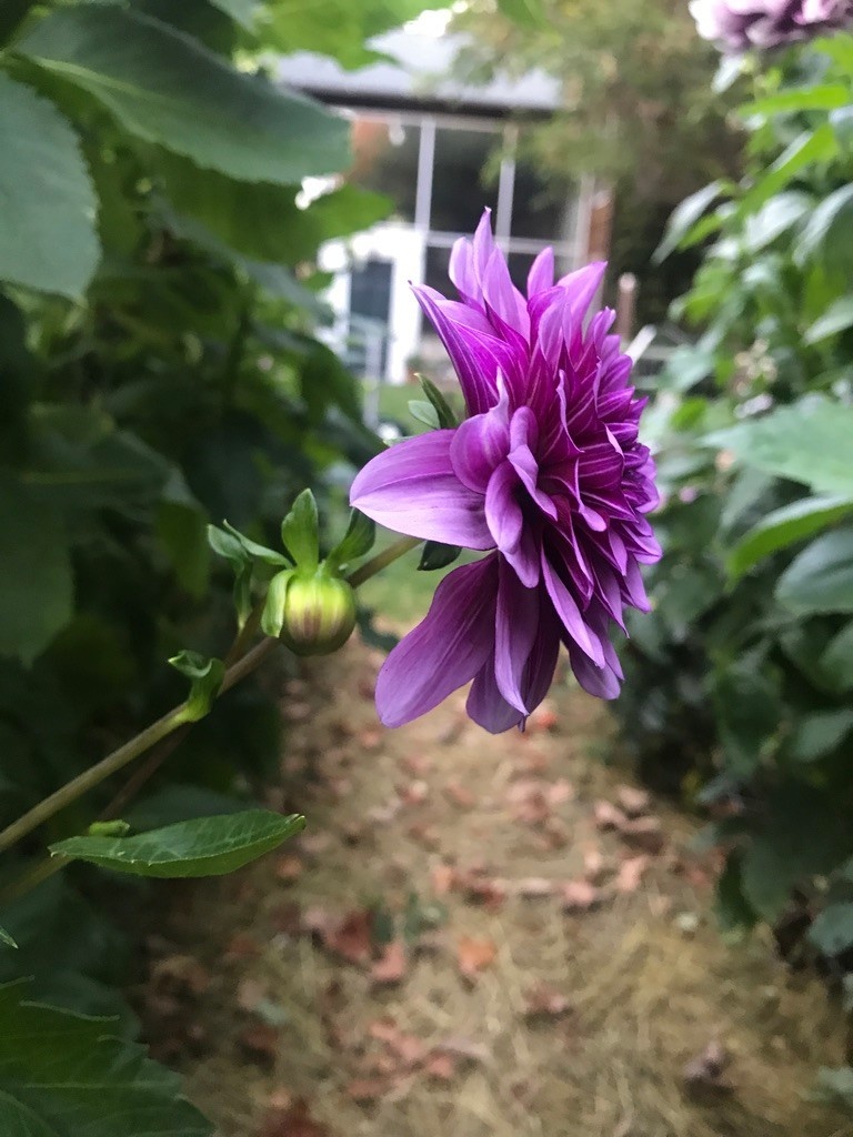 Two Pony Dahlia Plant ‘TED'S CHOICE’