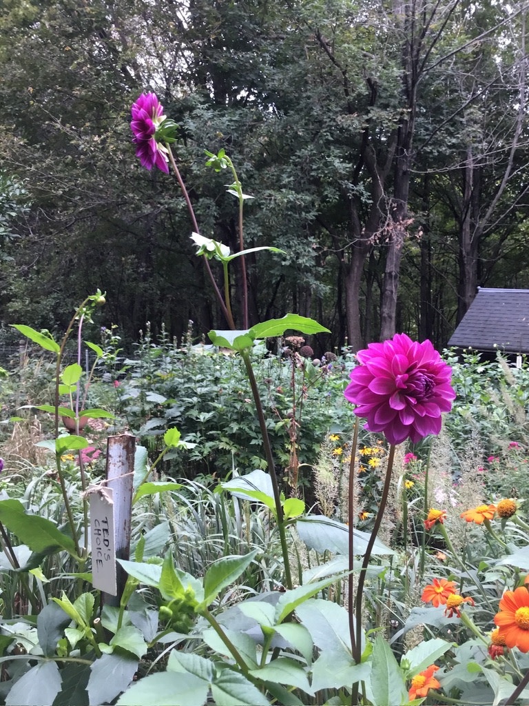 Two Pony Dahlia Plant ‘TED'S CHOICE’