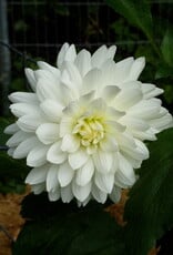 Joan's Collection @ Two Pony Two Pony Dahlia Plant 'BRIDEZILLA’ Joan's Collection