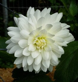 Joan's Collection @ Two Pony Two Pony Dahlia Plant 'BRIDEZILLA’ Joan's Collection