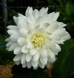 Two Pony Dahlia Plant 'BRIDEZILLA' Joan's Collection
