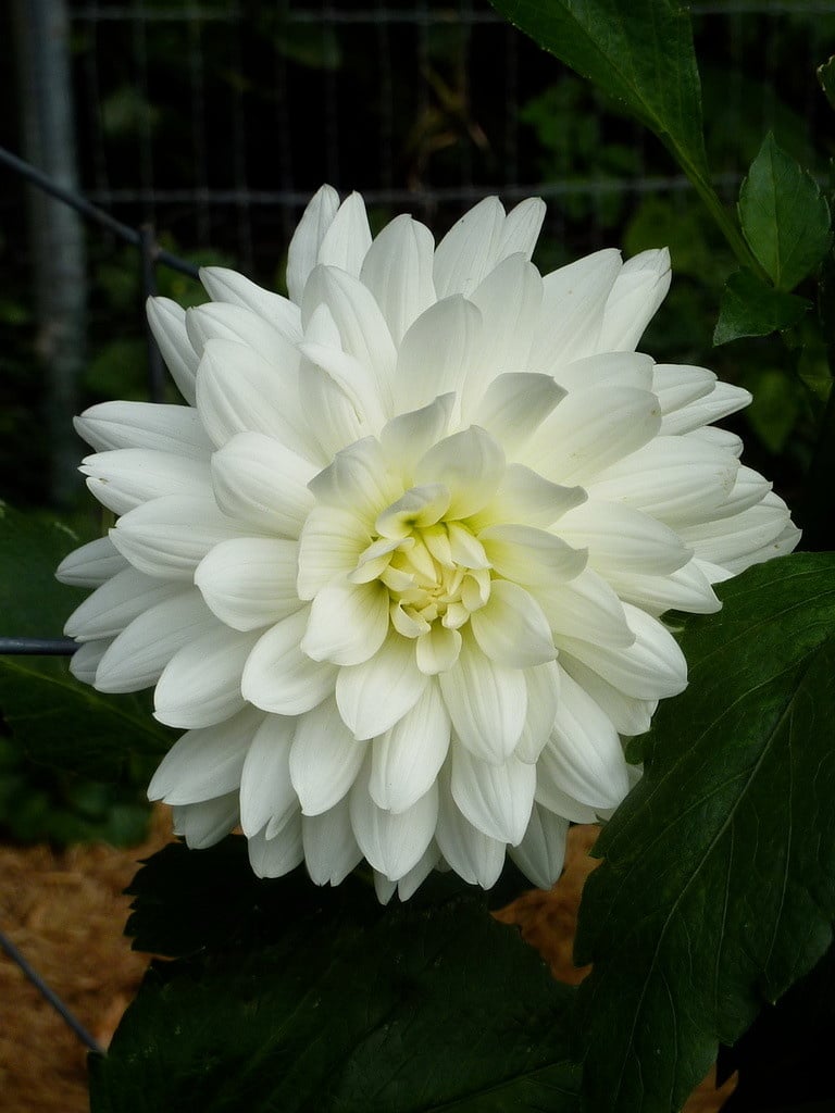 Joan's Collection @ Two Pony Two Pony Dahlia Plant 'BRIDEZILLA’ Joan's Collection