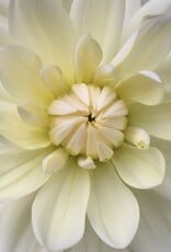 Joan's Collection @ Two Pony Two Pony Dahlia Plant 'BRIDEZILLA’ Joan's Collection