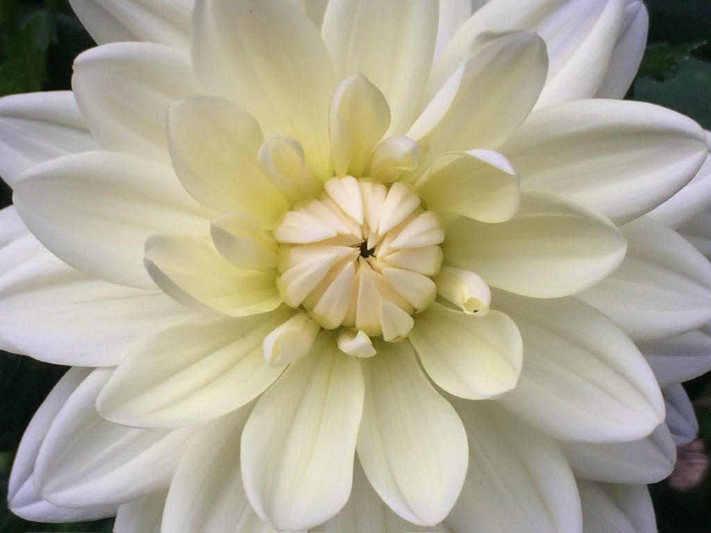 Joan's Collection @ Two Pony Two Pony Dahlia Plant 'BRIDEZILLA’ Joan's Collection