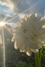 Joan's Collection @ Two Pony Two Pony Dahlia Plant 'BRIDEZILLA’ Joan's Collection