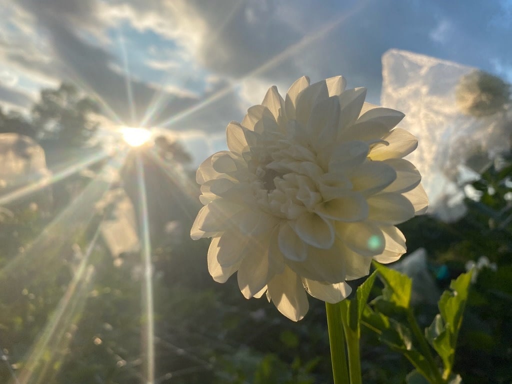 Joan's Collection @ Two Pony Two Pony Dahlia Plant 'BRIDEZILLA’ Joan's Collection