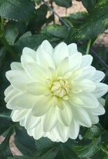 Joan's Collection @ Two Pony Two Pony Dahlia Plant 'BRIDEZILLA’ Joan's Collection