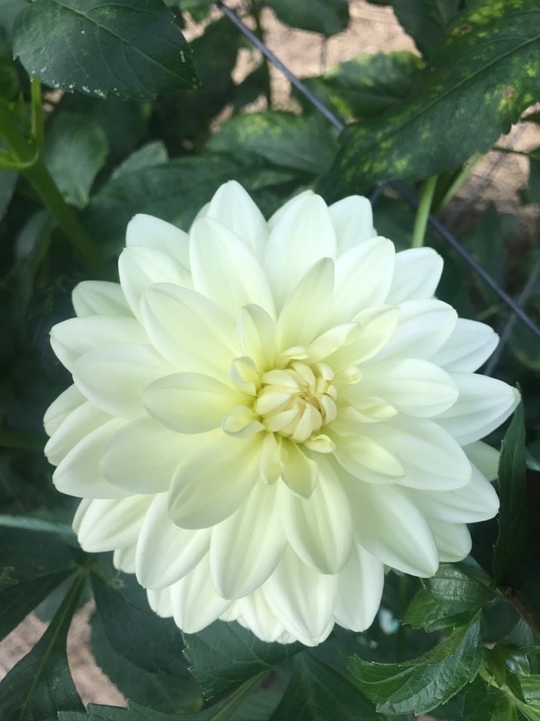 Joan's Collection @ Two Pony Two Pony Dahlia Plant 'BRIDEZILLA’ Joan's Collection