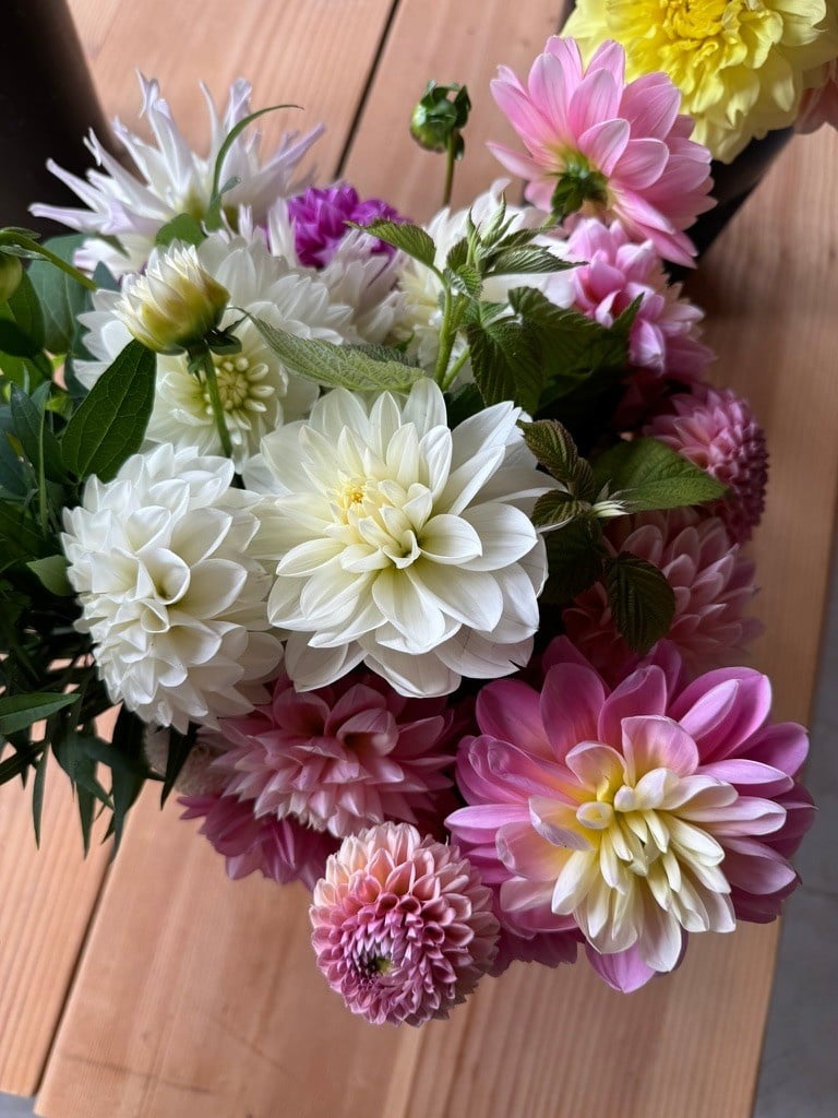 Joan's Collection @ Two Pony Two Pony Dahlia Plant 'BRIDEZILLA’ Joan's Collection