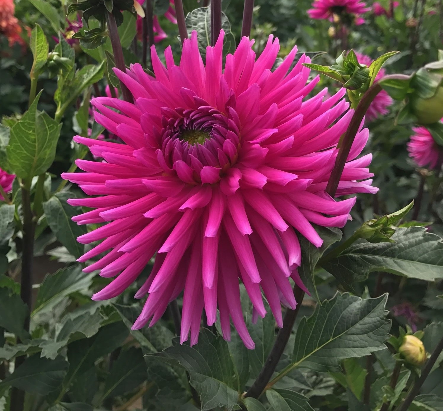 Two Pony Dahlia Plant ‘MOLINATOR’