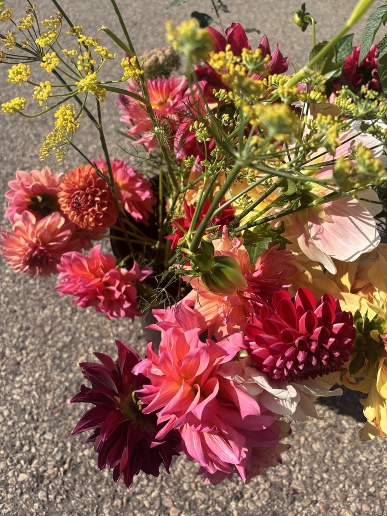 Seed Savers Exchange Seed Savers - Herb, Dill Bouquet (organic)- Pack of 150 Seeds