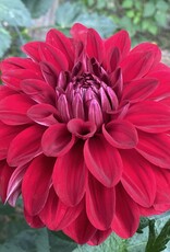 Two Pony Dahlia Plant ‘AMERICAN BEAUTY’