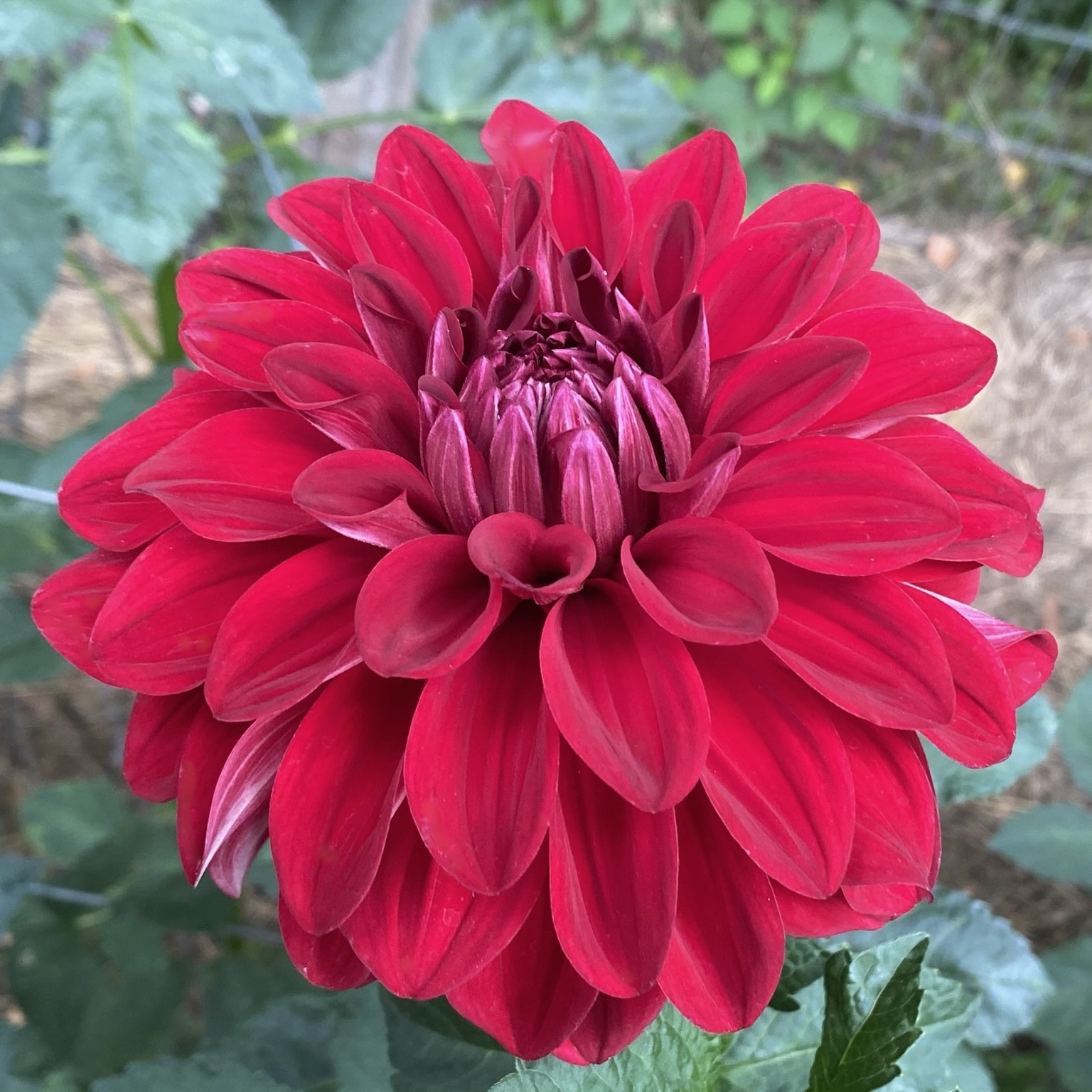 Two Pony Dahlia Plant ‘AMERICAN BEAUTY’