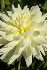 Joan's Collection @ Two Pony Two Pony Dahlia Plant 'MOONSTRUCK’ Joan's Collection