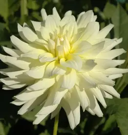 Joan's Collection @ Two Pony Two Pony Dahlia Plant 'MOONSTRUCK’ Joan's Collection