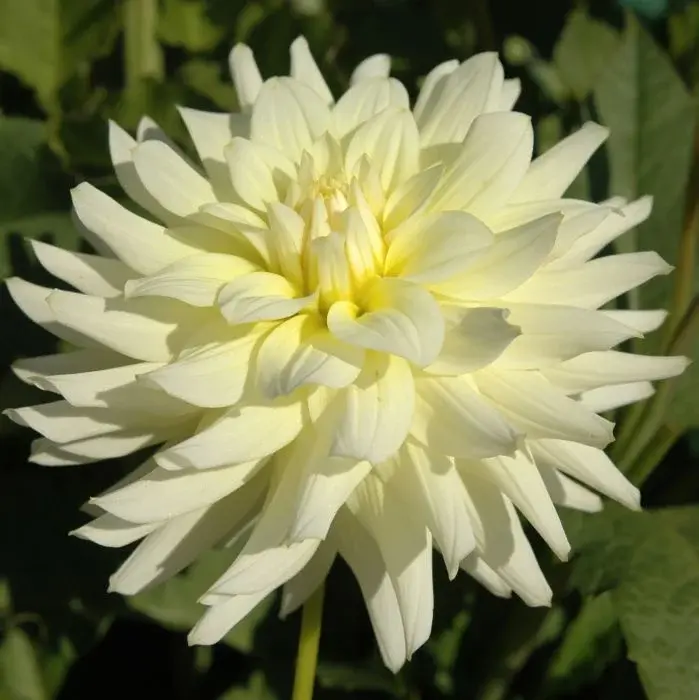 Two Pony Dahlia Plant ‘MOONSTRUCK’