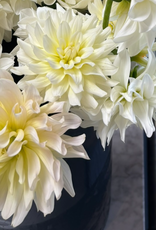 Joan's Collection @ Two Pony Two Pony Dahlia Plant 'MOONSTRUCK’ Joan's Collection