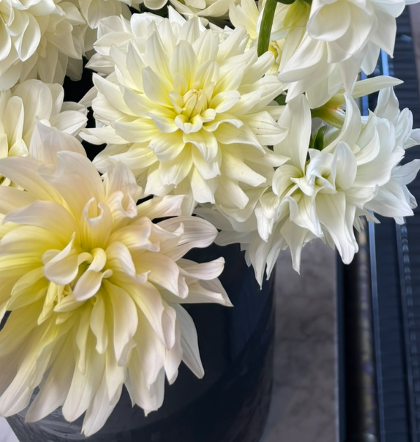 Two Pony Dahlia Plant ‘MOONSTRUCK’