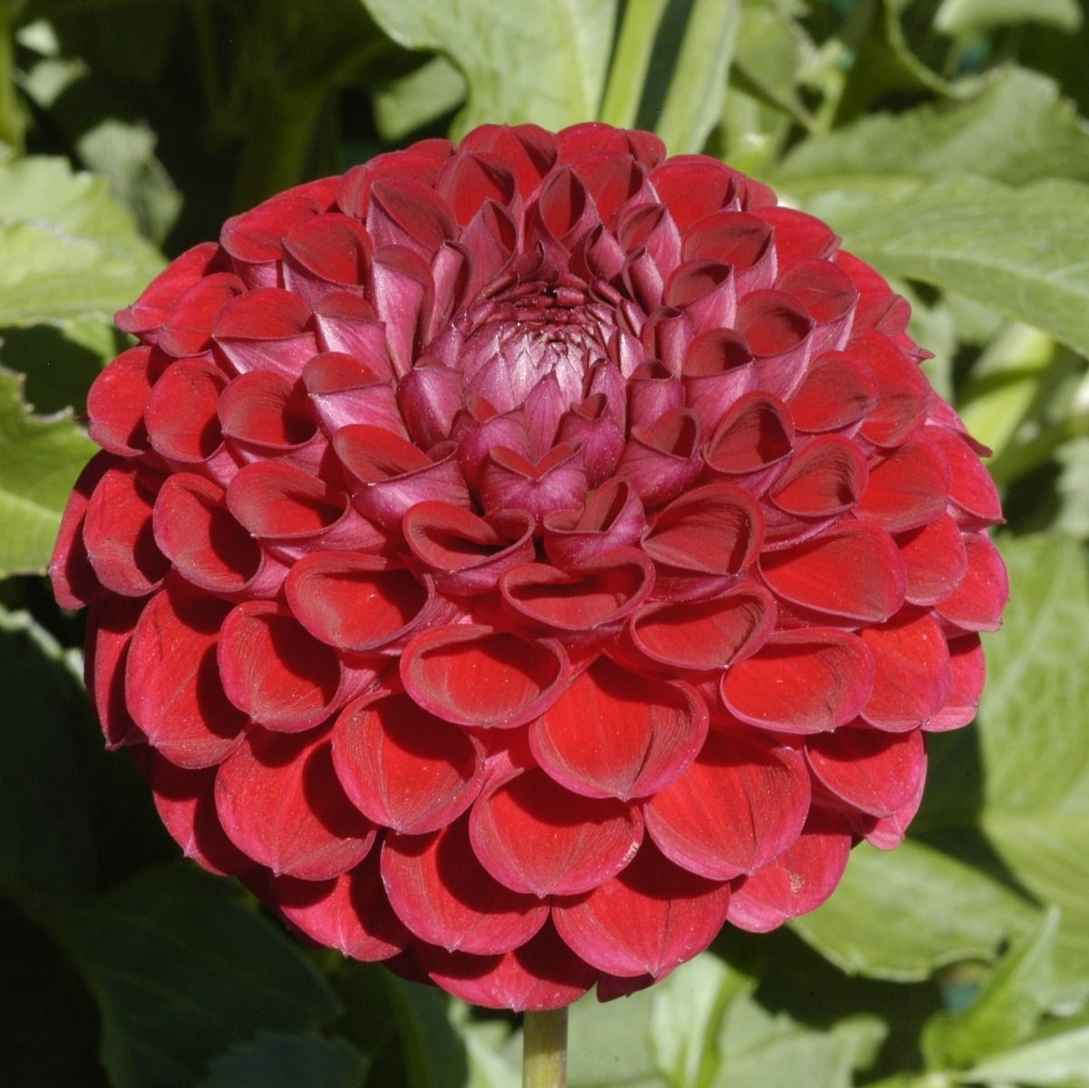 Two Pony Dahlia Plant ‘JESSIE G’