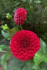 Joan's Collection @ Two Pony Two Pony Dahlia Plant 'CORNEL’ Joan's Collection