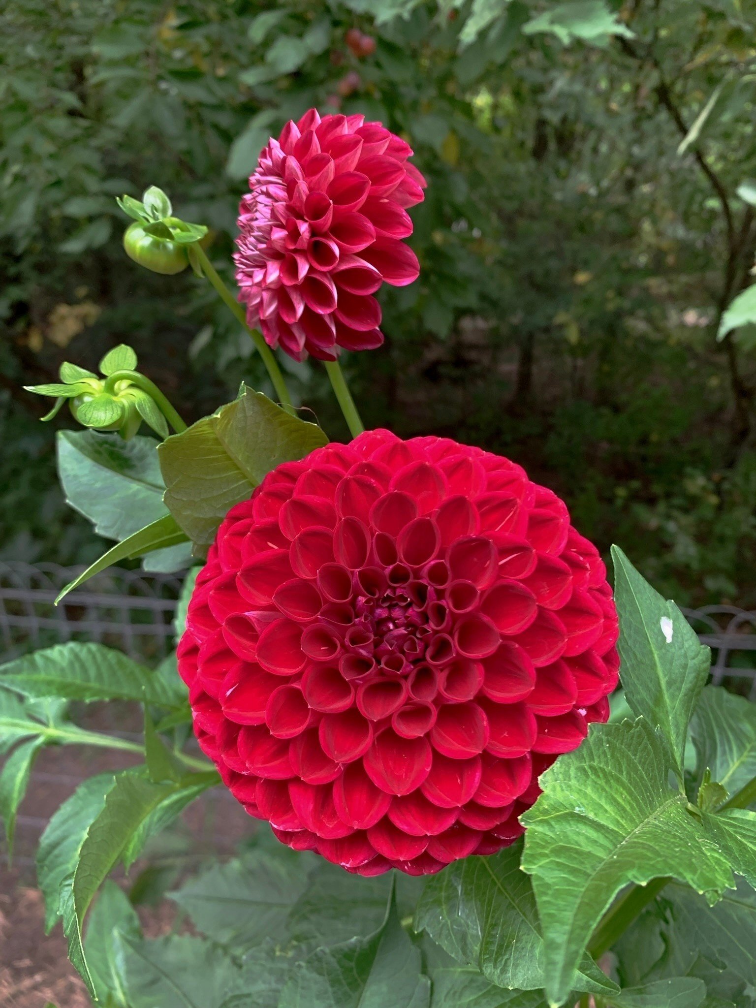 Joan's Collection @ Two Pony Two Pony Dahlia Plant 'CORNEL’ Joan's Collection