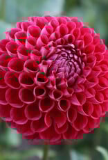 Joan's Collection @ Two Pony Two Pony Dahlia Plant 'CORNEL’ Joan's Collection