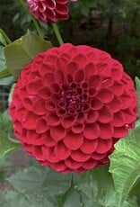 Joan's Collection @ Two Pony Two Pony Dahlia Plant 'CORNEL’ Joan's Collection