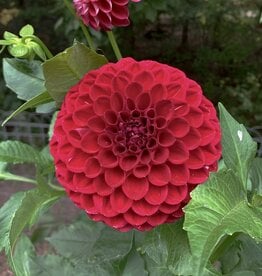 Joan's Collection @ Two Pony Two Pony Dahlia Plant 'CORNEL’ Joan's Collection