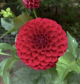 Two Pony Dahlia Plant 'CORNEL' Joan's Collection