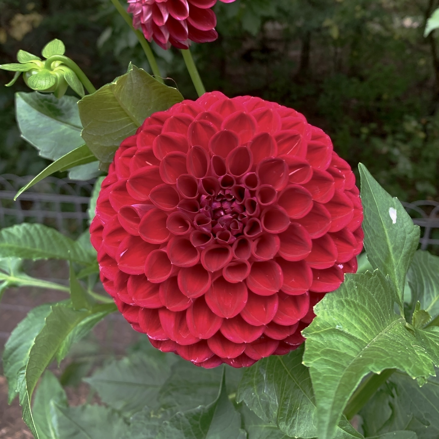 Joan's Collection @ Two Pony Two Pony Dahlia Plant 'CORNEL’ Joan's Collection