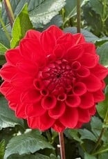 Joan's Collection @ Two Pony Two Pony Dahlia Plant 'RED CAP’ Joan's Collection