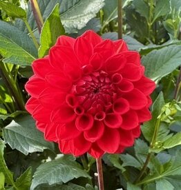 Joan's Collection @ Two Pony Two Pony Dahlia Plant 'RED CAP’ Joan's Collection