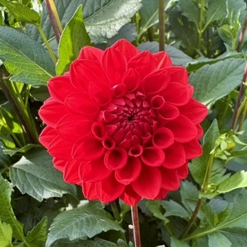 Joan's Collection @ Two Pony Two Pony Dahlia Plant 'RED CAP’ Joan's Collection