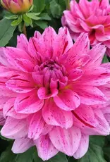 Joan's Collection @ Two Pony Two Pony Dahlia Plant 'CHA CHING’ Joan's Collection