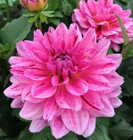 Joan's Collection @ Two Pony Two Pony Dahlia Plant 'CHA CHING’ Joan's Collection