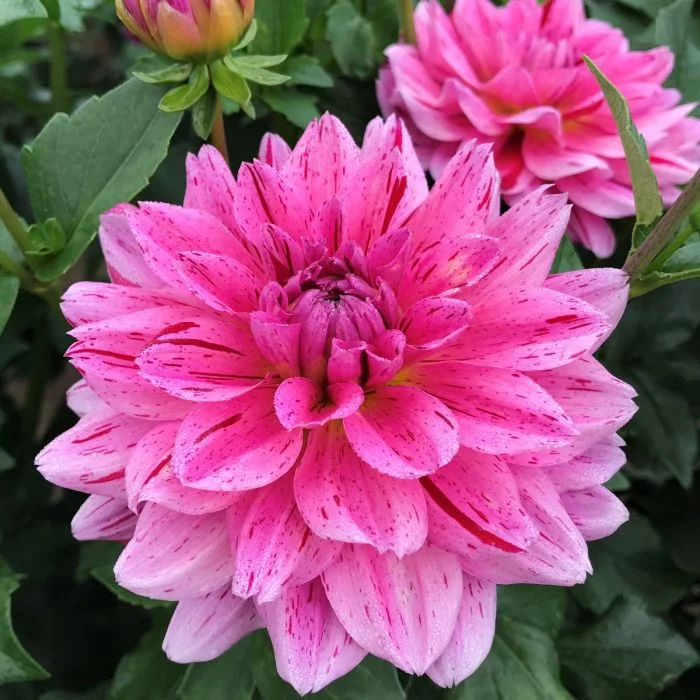 Joan's Collection @ Two Pony Two Pony Dahlia Plant 'CHA CHING’ Joan's Collection