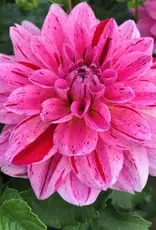 Joan's Collection @ Two Pony Two Pony Dahlia Plant 'CHA CHING’ Joan's Collection