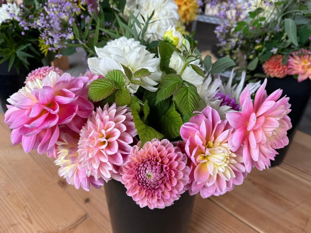 2025 Two Pony Gardens Dahlia BIG BUCKET Subscription (6 weeks)