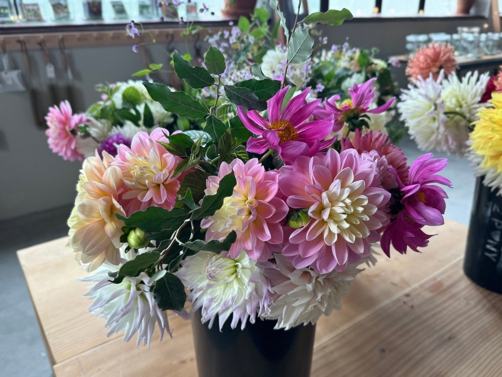 2025 Two Pony Gardens Dahlia BIG BUCKET Subscription (6 weeks)