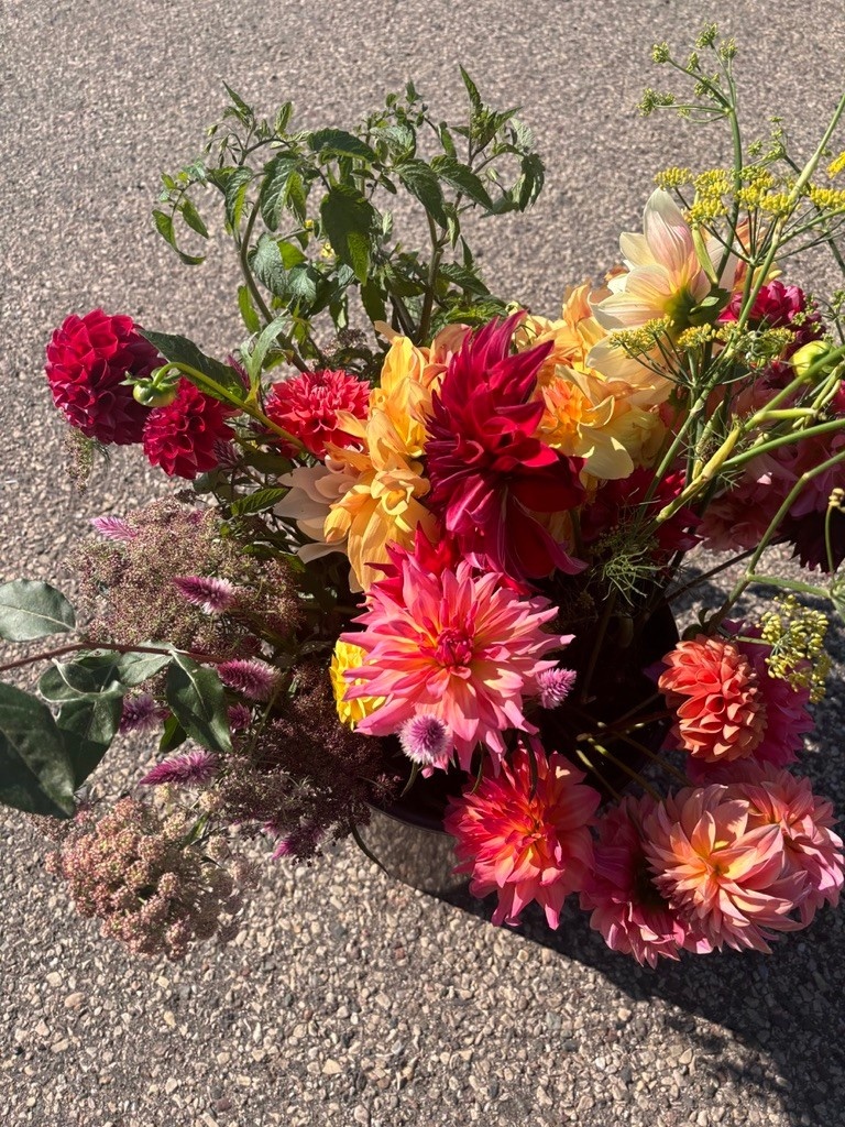 2025 Two Pony Gardens Dahlia BIG BUCKET Subscription (6 weeks)