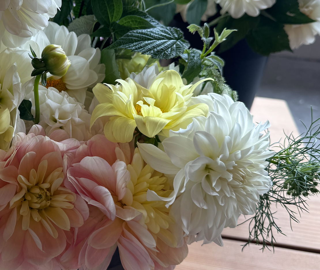 2025 Two Pony Gardens Dahlia LITTLE BUCKET Subscription (6 weeks)