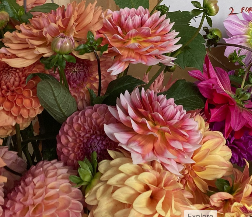 2025 Two Pony Gardens Dahlia LITTLE BUCKET Subscription (6 weeks)