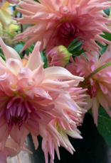2025 Two Pony Gardens Dahlia LITTLE BUCKET Subscription (6 weeks)