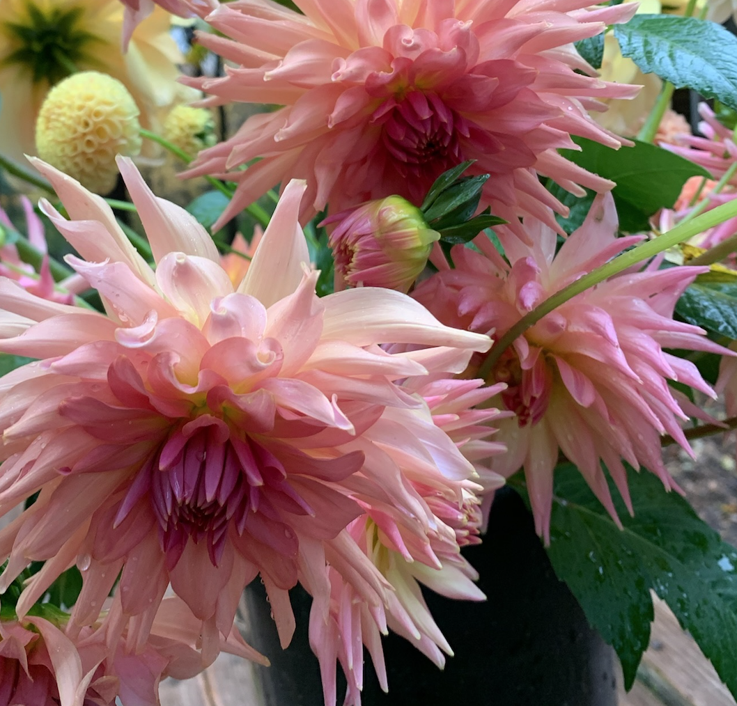 2025 Two Pony Gardens Dahlia LITTLE BUCKET Subscription (6 weeks)
