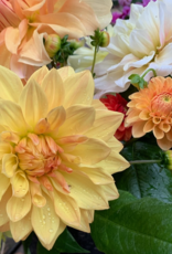 2025 Two Pony Gardens Dahlia LITTLE BUCKET Subscription (6 weeks)