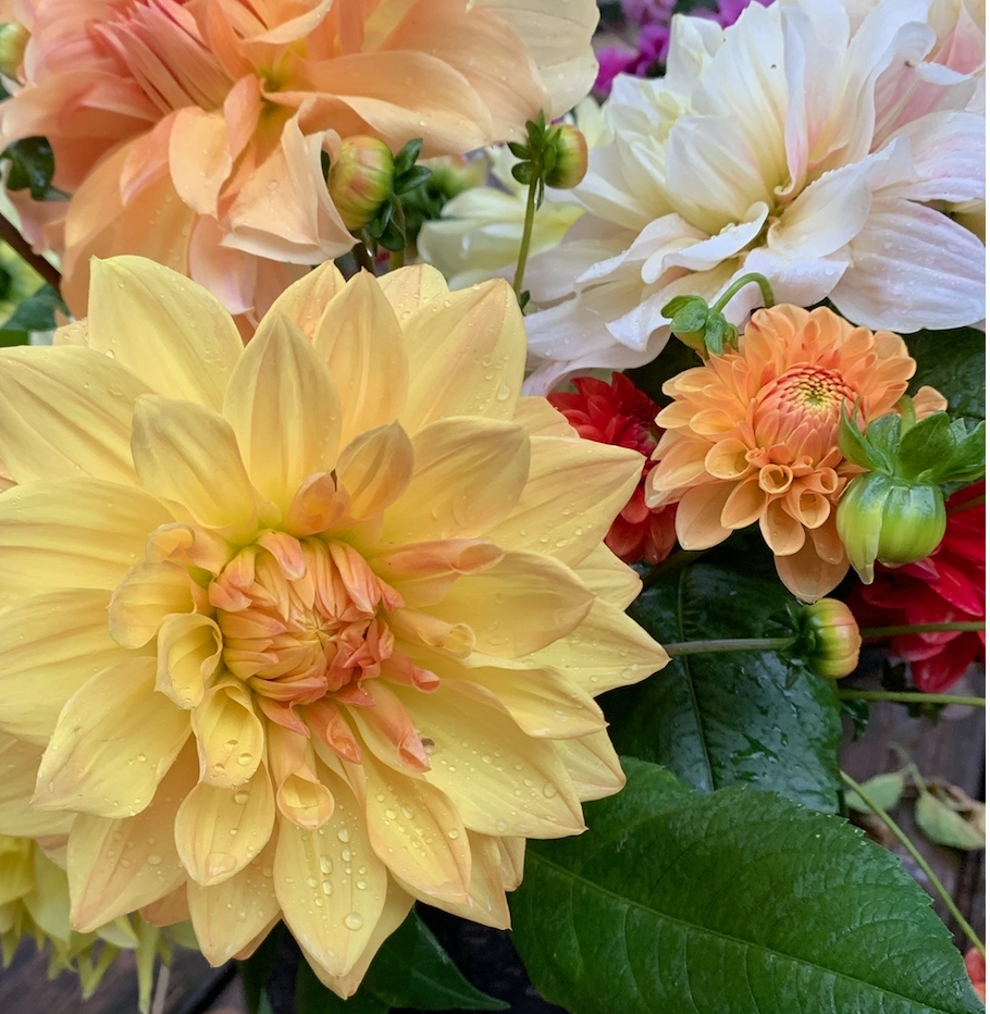 2025 Two Pony Gardens Dahlia LITTLE BUCKET Subscription (6 weeks)