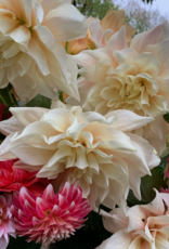 2025 Two Pony Gardens Dahlia LITTLE BUCKET Subscription (6 weeks)