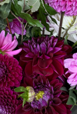 2025 Two Pony Gardens Dahlia LITTLE BUCKET Subscription (6 weeks)